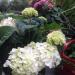 Sadnice - žbunaste vrste: Hydrangea macrophylla Schneeball - bela hotrenzija , slika2